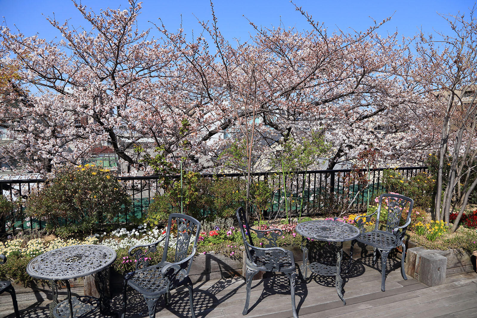 屋上(桜の時期)