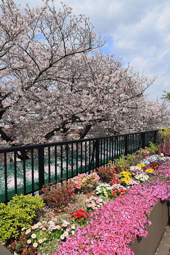 屋上(桜の時期)